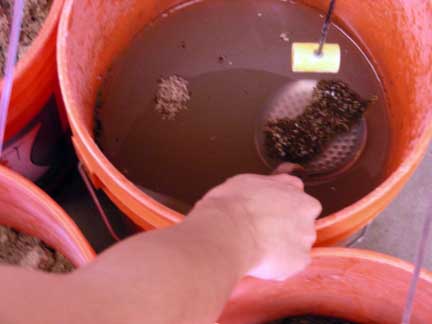 Scooping fire ants in bucket