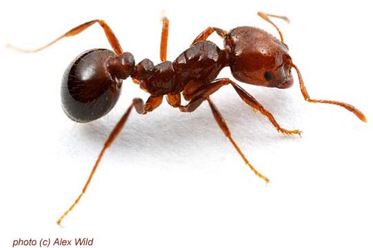 Red imported fire ant solenopsis invicta