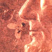 Phorid on a penny