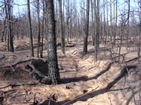 bastrop after fire