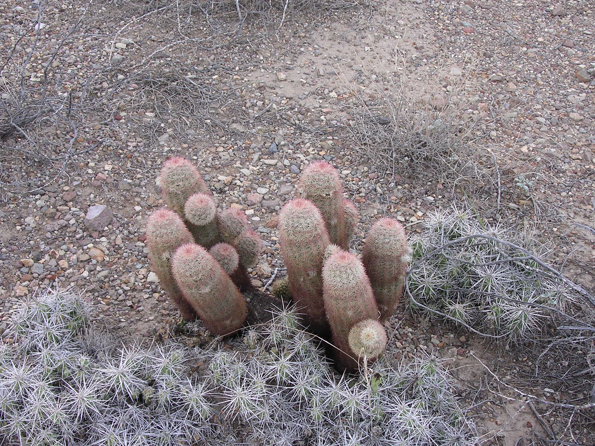 cactus picture