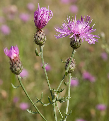 spotted knapweed