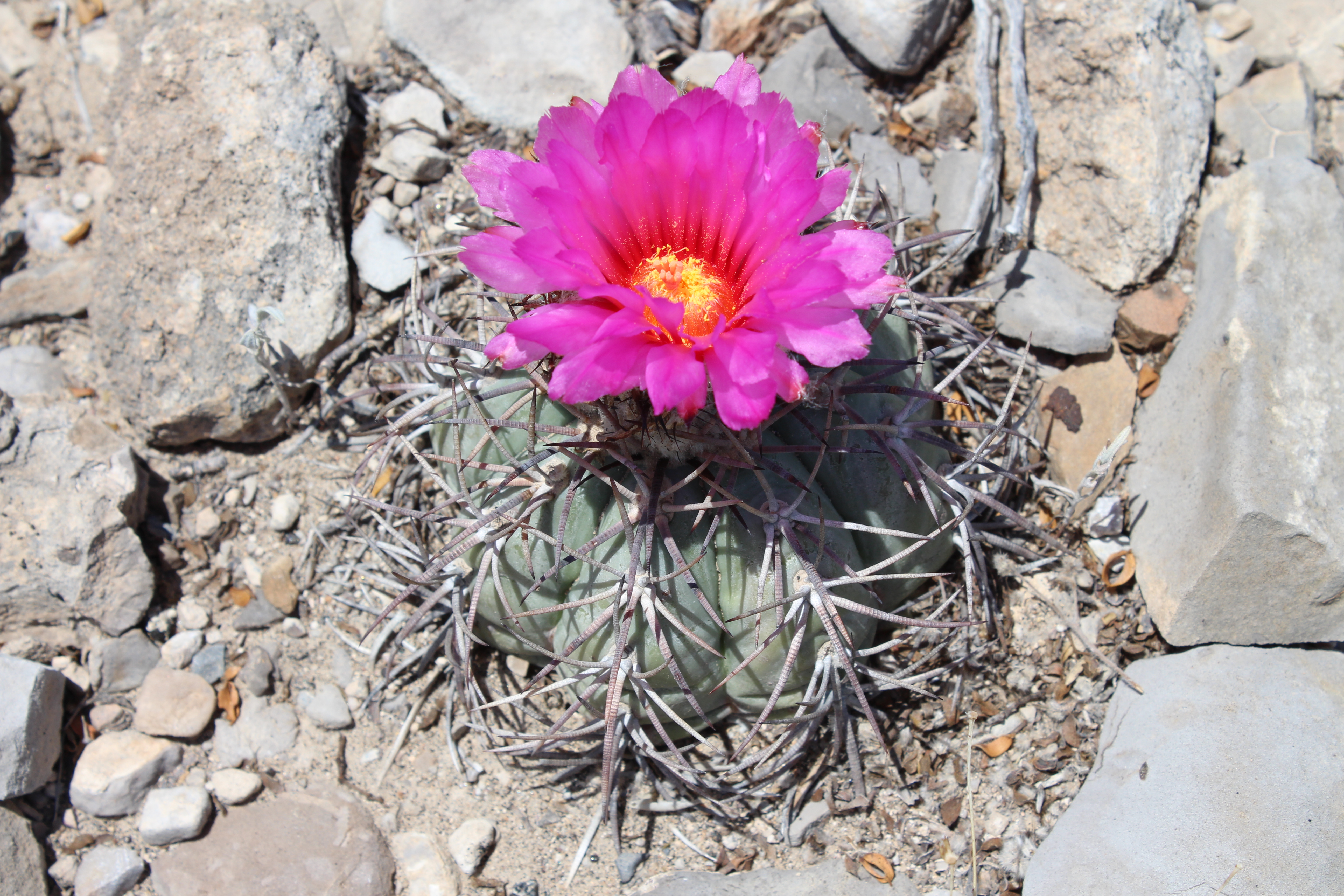 turks cap cactus