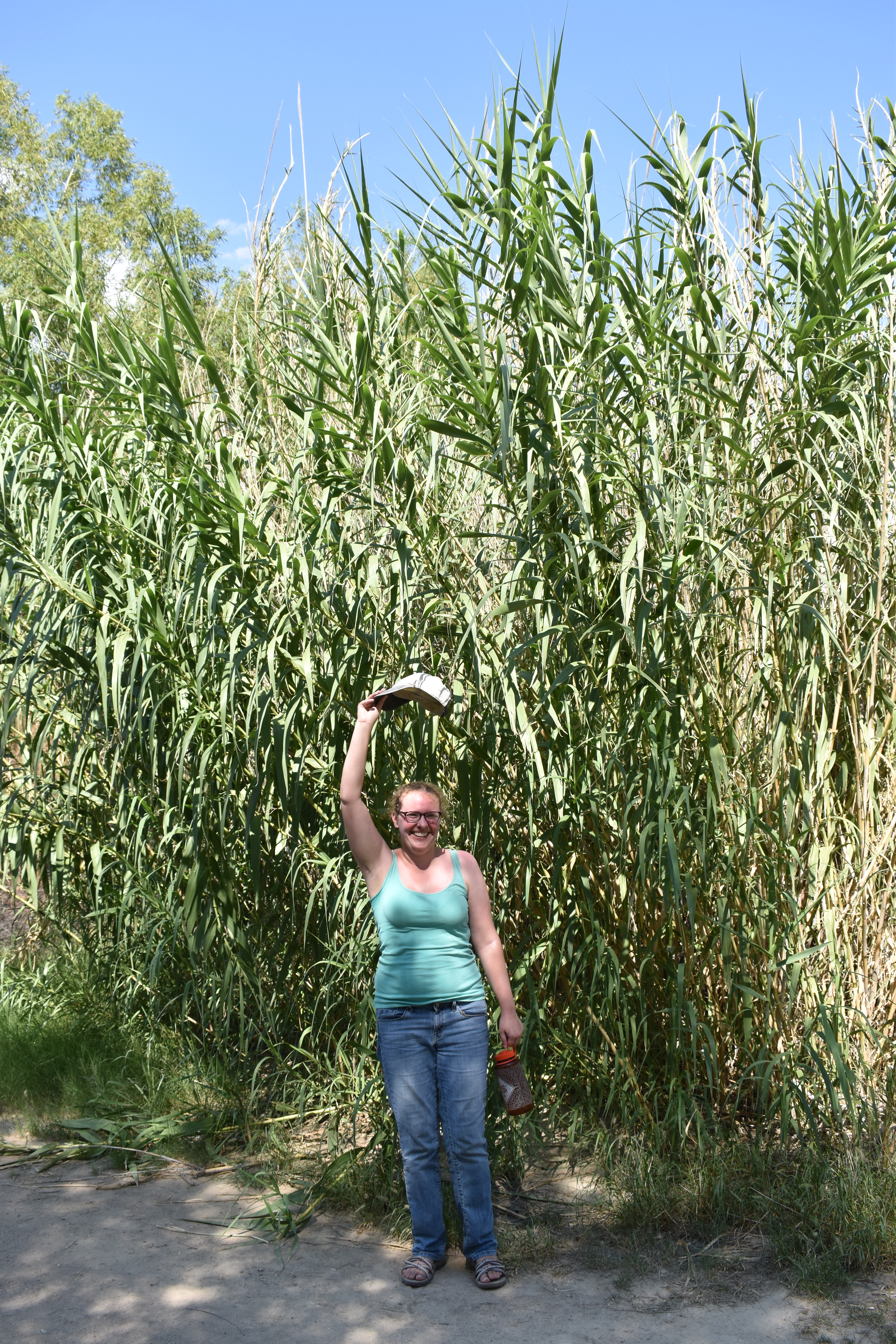 giant cane