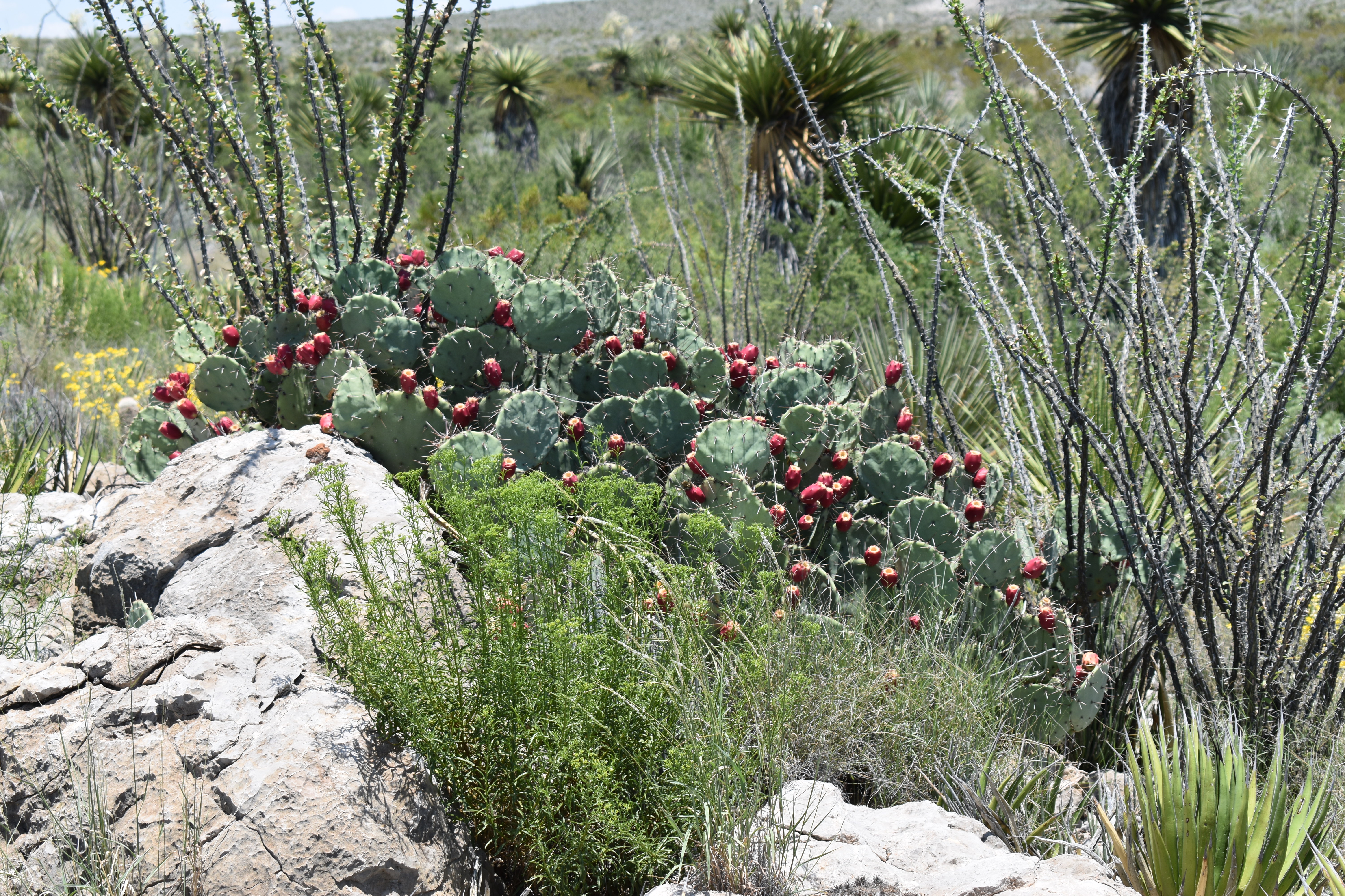 pricklypear and ocotillo