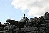 19 Tulum ruin.jpg