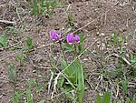 110-1060_IMG.JPG