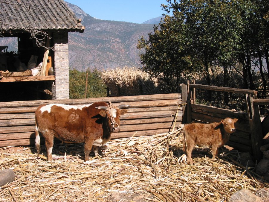 yunnanc 010.jpg