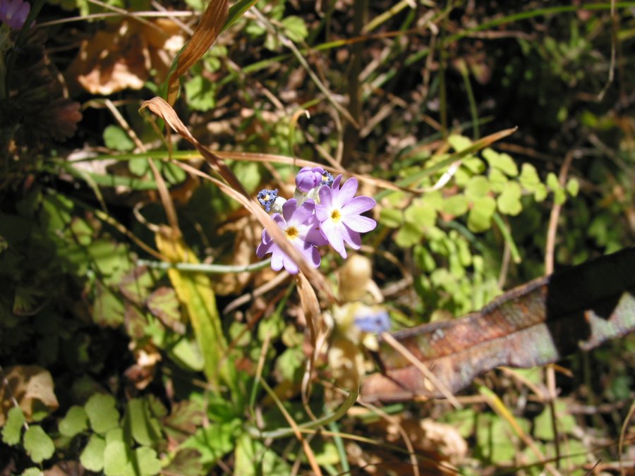 yunnanc 067.jpg
