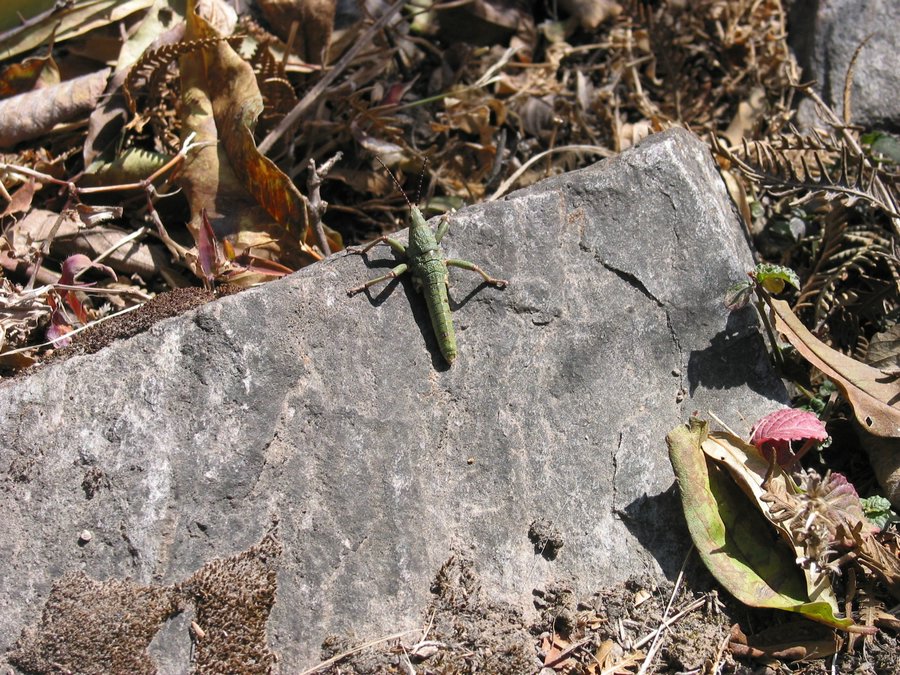 yunnanc 088.jpg