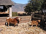 yunnanc 010.jpg