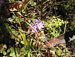 yunnanc 067.jpg
