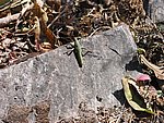 yunnanc 088.jpg