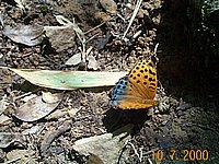 _CP00142.JPG