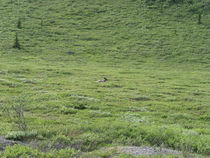 caribou.JPG