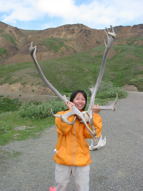moose antler.JPG