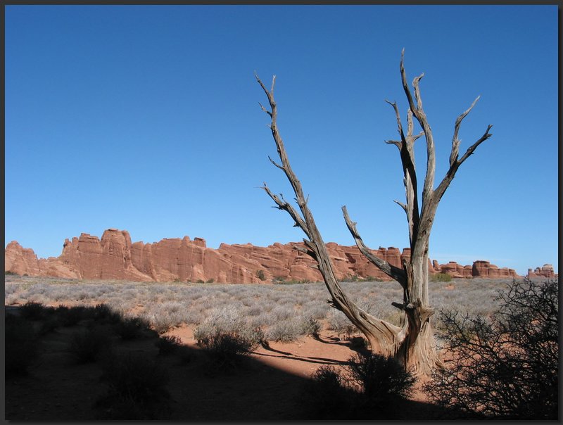 arches-dead tree.JPG