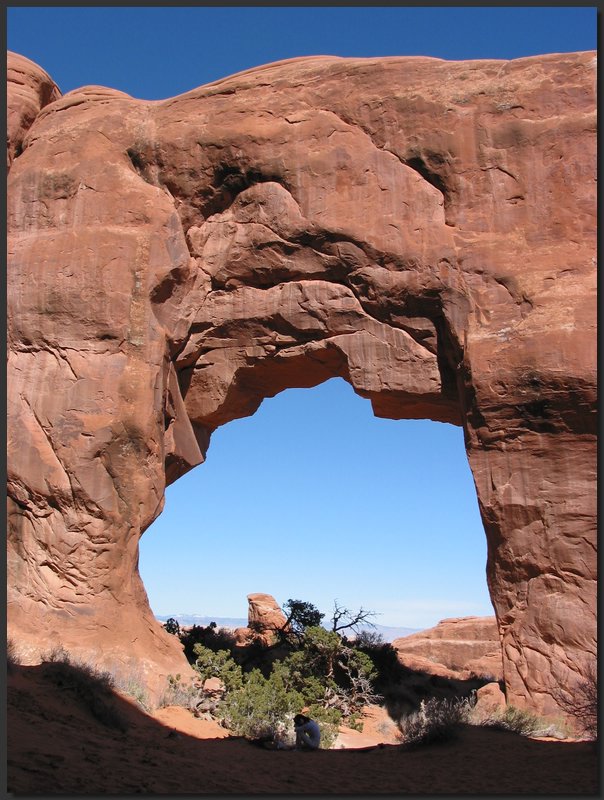 arches-pine.JPG