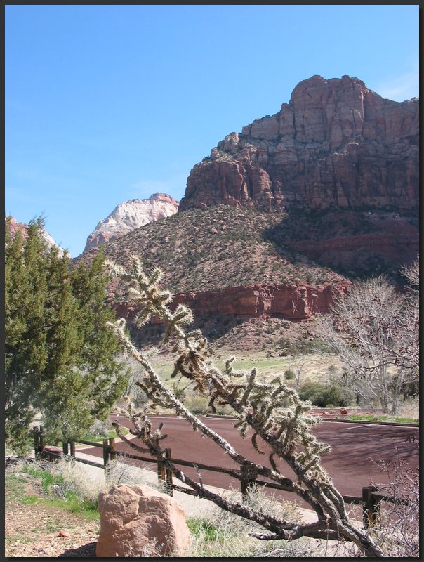 zion-cactus.JPG