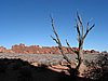 arches-dead tree.JPG