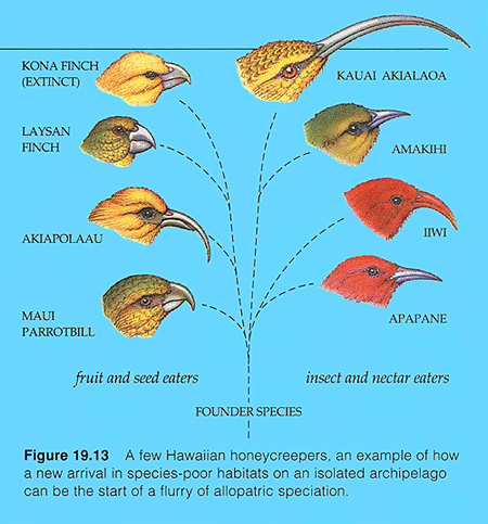 Evolution Of Honeycreepers