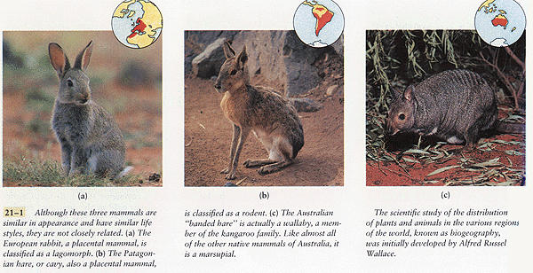 Parallel Evolution Examples