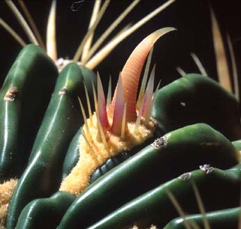 Ferocactus sp.