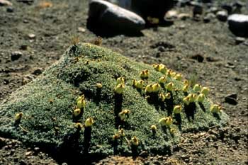 [http://www.sbs.utexas.edu/mauseth/researchoncacti/Travel/Maihuenia%20poep%205inch.jpg]