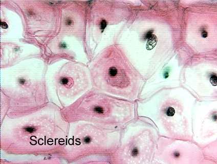 Leptocereus Quadricostatus