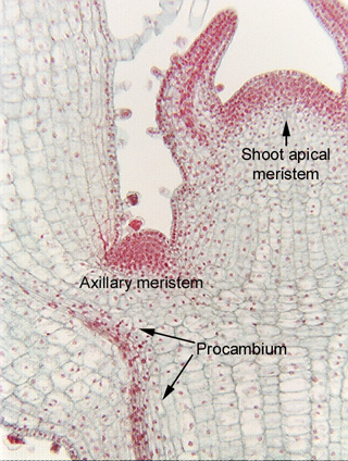 meristem lateral