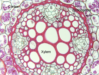 pictures of xylem. In roots, xylem and phloem do