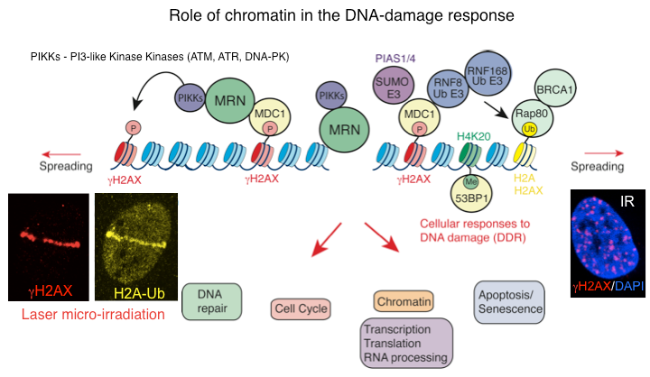 chromatin DDR intro website