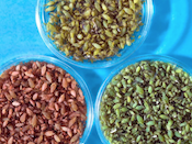 pea aphids in perti dishes