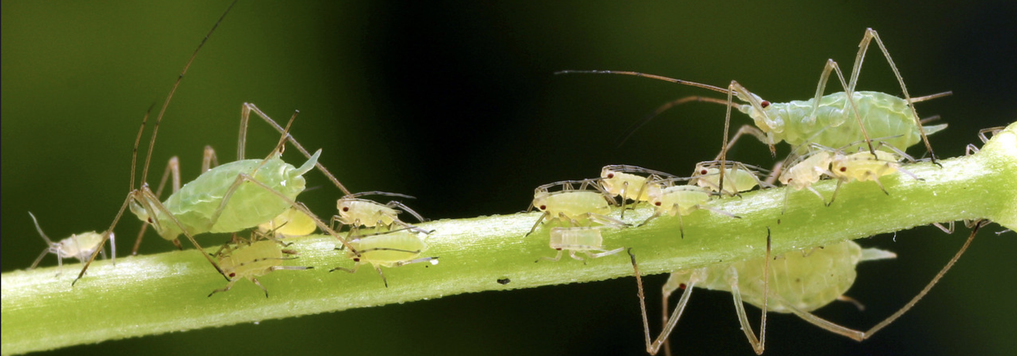 Pea aphids on a plant stem