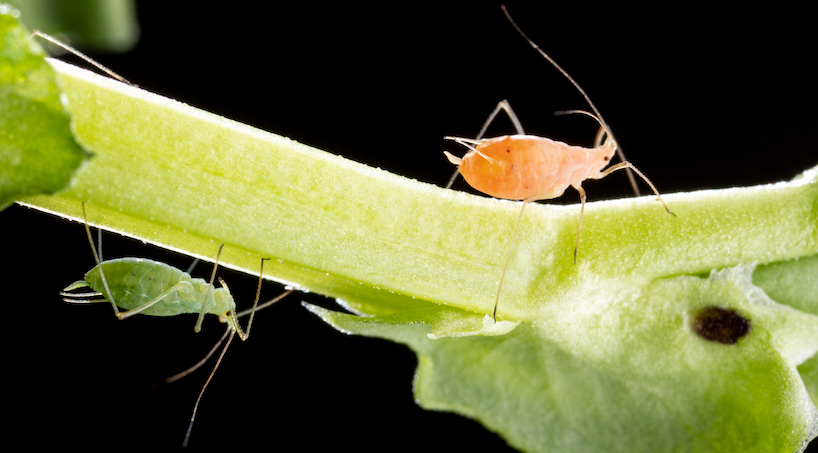 green and pink pea aphids