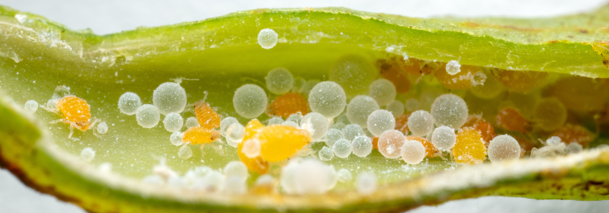 Geopemphigus aphids in open gall