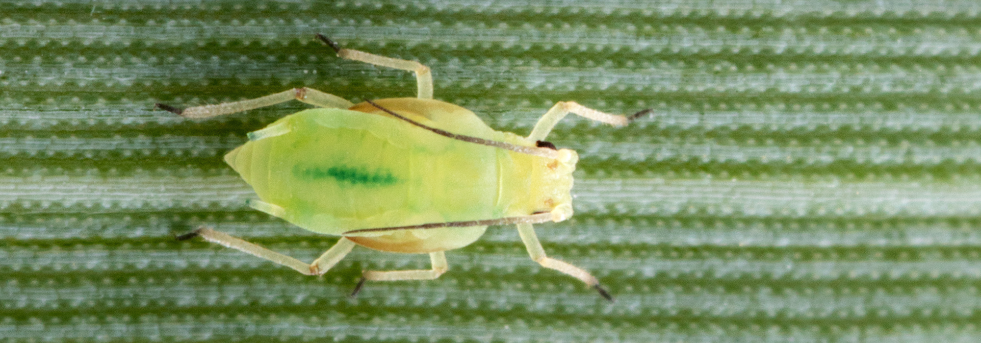 Schizaphis graminum aphid on barley