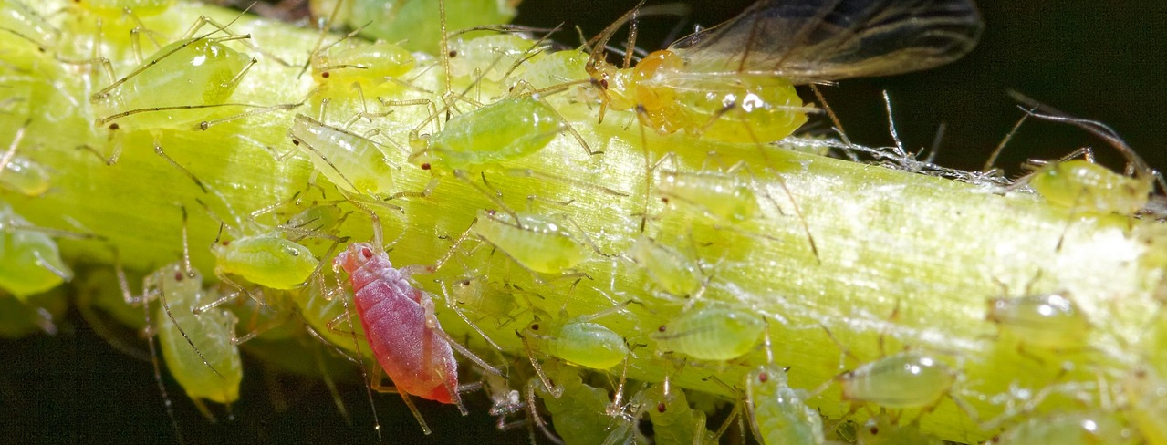 aphids on a plant stem