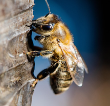 drawing of honey bee