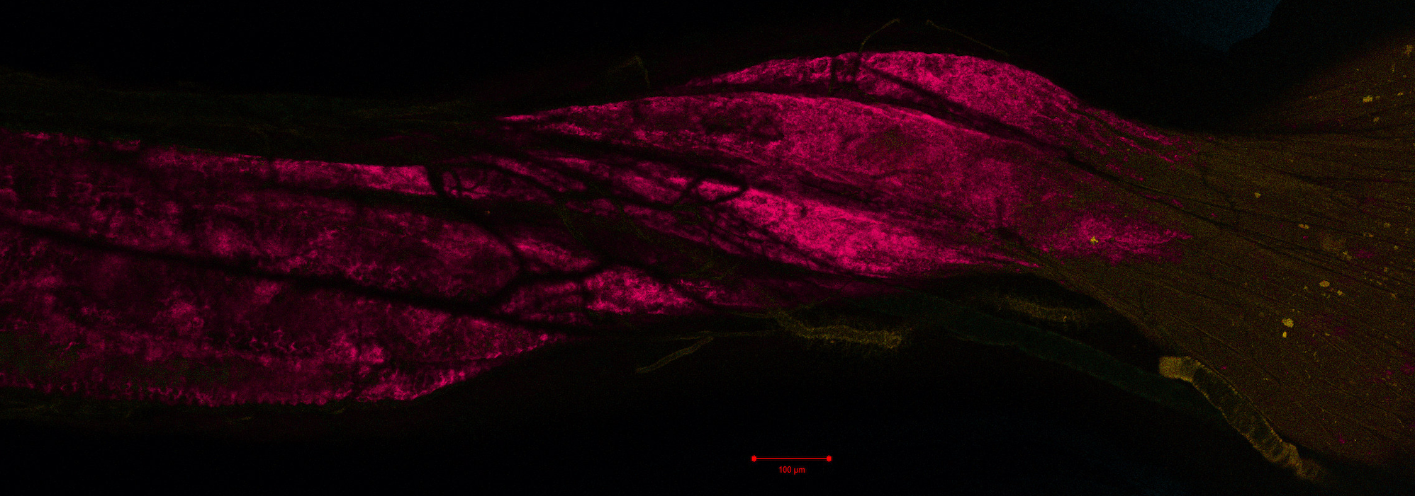 honeybee ileum portion of the rectum, fluorescently labelled