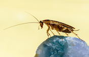 German cockroach