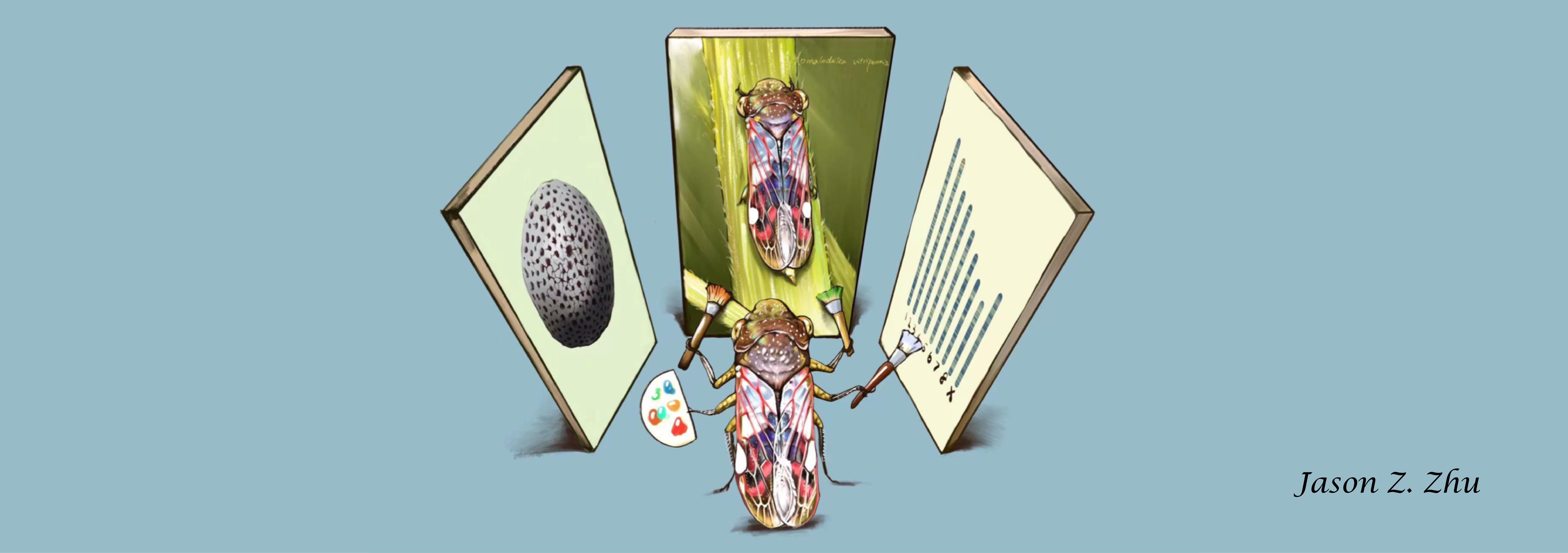 Glassy Winged Sharpshooter drawing by JAson Z. Zhu