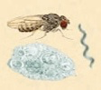 drosophila illustration