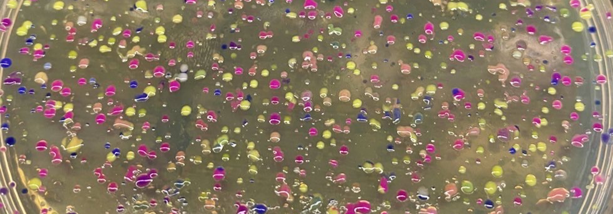 engineered bee gut bacteria