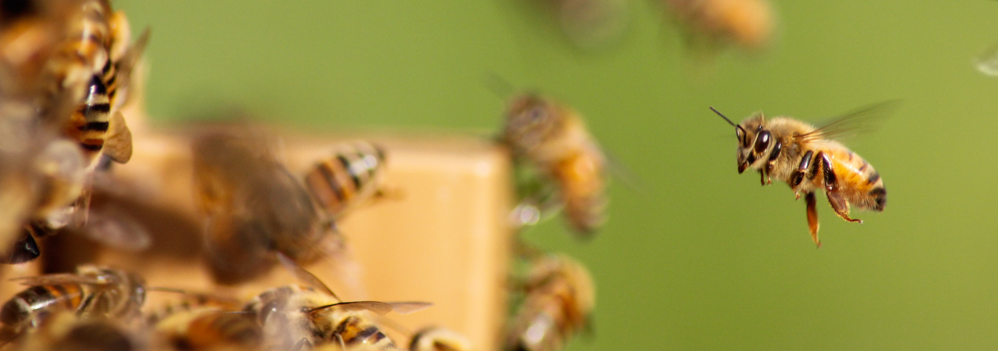 flying honeybees at hive entrance