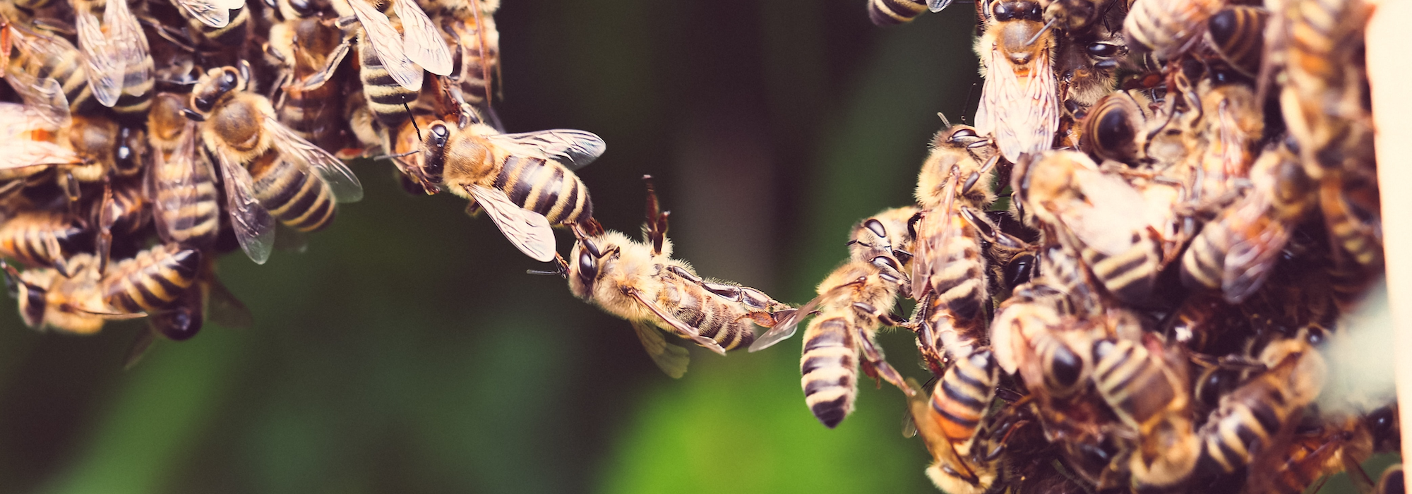 honeybees linked in a chain