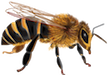 drawing of honey bee