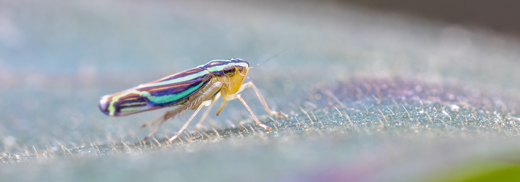 leafhopper