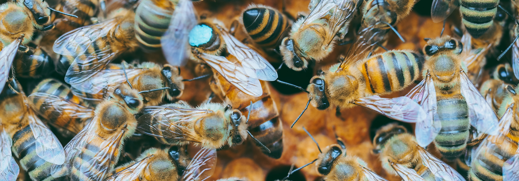 marked honey bee queen