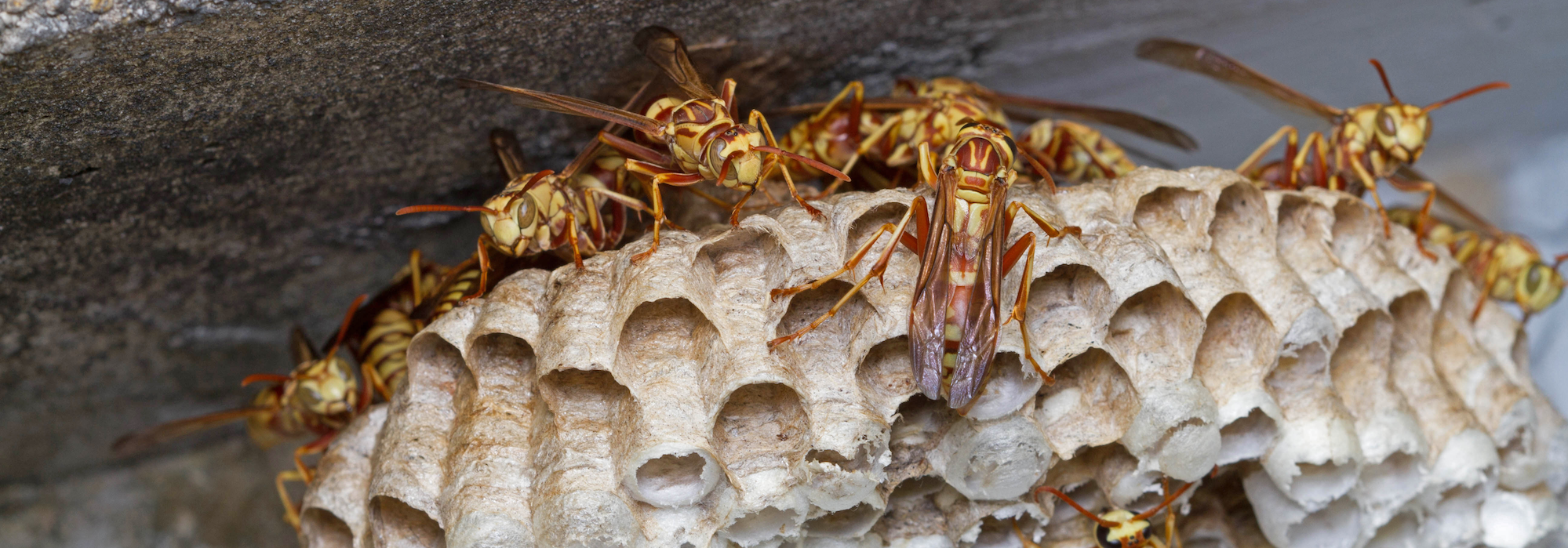 Paper wasp nest (Vespidae, Polistes apachus)
